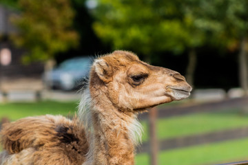 camel relaxing in a green grass meadow