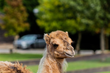 camel relaxing in a green grass meadow