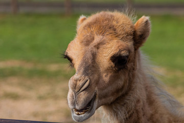 camel relaxing in a green grass meadow