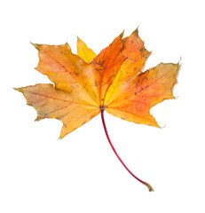 Yellow dry autumn maple-leaf on white