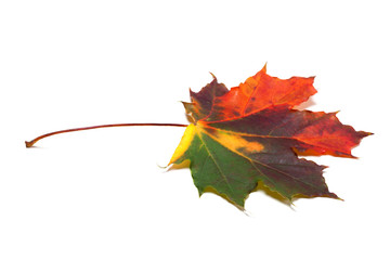 Autumn multicolored maple-leaf on white