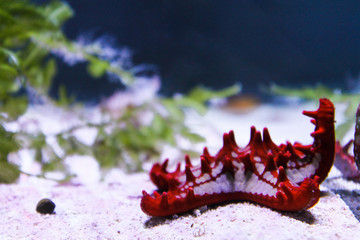 Marine background of red starfish lying on the sand with copy space for text. Sea and ocean life backdrop with blue water. Underwater inhabitant and algae. Diving, oceanarium or aquarium picture