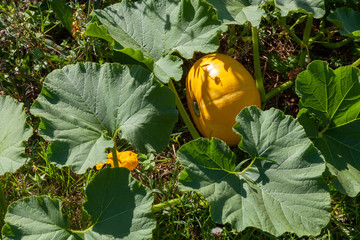 Au potager - courge citrouille