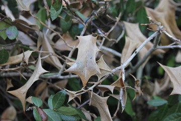 dried leaves in between green