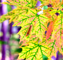 Centipde on yellow, green and orange leaf outdoor in fall 