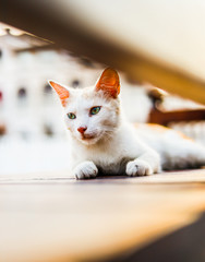 kitten on a blue background