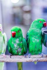colorful parrot on a branch
