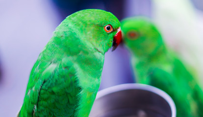 colorful parrot on a branch
