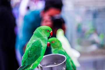 colorful parrot on a branch