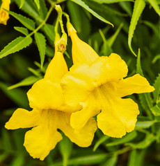 Yellow Flowers Macro