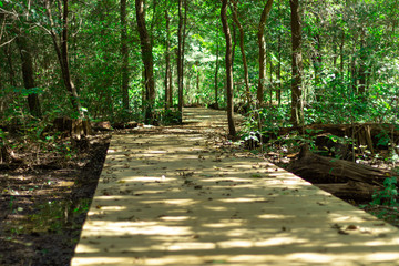 Obraz premium Boardwalk Over a Swampy Wooded Area