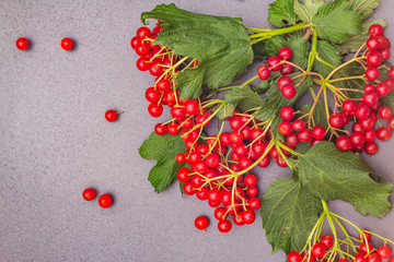 Fresh red viburnum berries with green leaves on branches