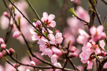 Fototapeta na wymiar flowers of tree in spring