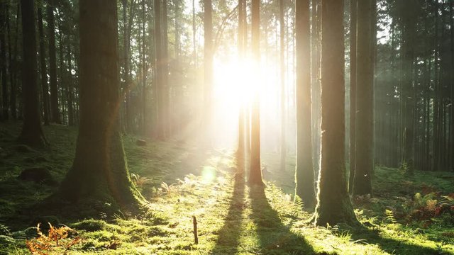 Beautiful sunrays with lens flare in morning mossy forest landscape. Flies fly in magic sunny light.