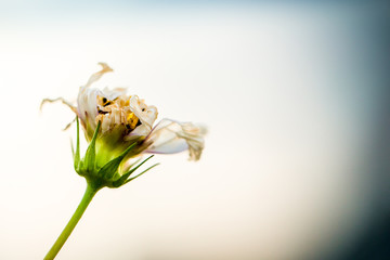Fototapeta na wymiar single wild flower close up