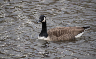 Geese at Verona Park
