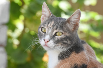 portrait of a cat in front of green background. 