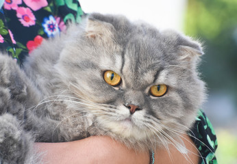 Exotic Shorthair cat with yellow eyes