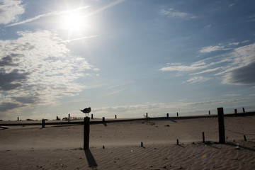 Fototapeta na wymiar single seagull bird sitting on wood fence at beach