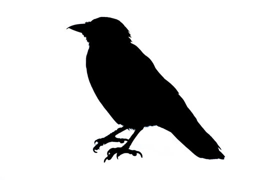 Black silhouette of crow on white background
