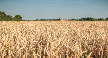 wheat field matured just before the harvest