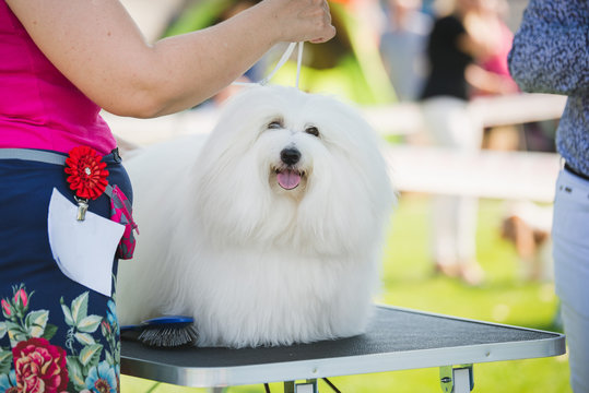 coton de Tulear dog on a dog show table during a dog show