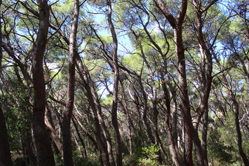 Pineta sempreverde nel bosco 