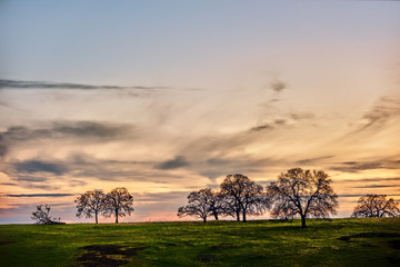 Landscape of a sunset over a mountain pasture full of Oak trees in the Spring.