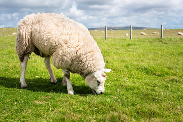 Obraz premium Sheep grazing in a grassy fenced field on a sunny spring day