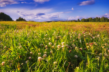 Summer meadow landscape with blooming wildflowers on a background of forest and sky during sunset.