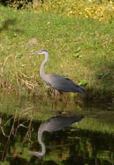Great Blue Heron at water's edge