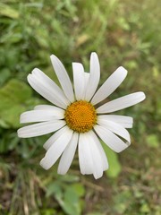 Fototapeta premium chamomile in the grass