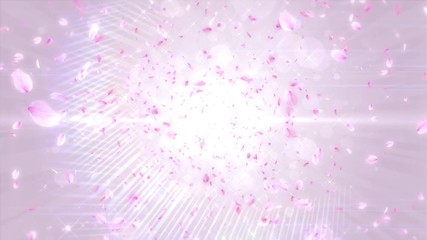 奥から広がる桜（ループ可能）/白背景