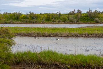 Ile de Re landscape. Bird sanctuary on Island Ile de Re