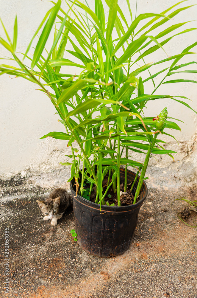 Wall mural Potted Ginger Plant