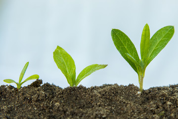 young plant or tree growth sequence