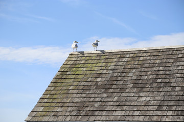 Seagulls on an old roof with blue sky