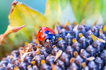 The sunflower with black seeds and ladybug