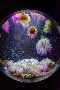 Jellyfish in an aquarium tank in Cretaquarium Crete