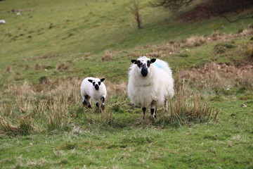 Sheep with Lamb in a green field, in welsh countryside