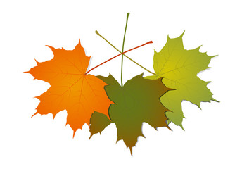 Bunte Ahorn Blätter im Herbst, Vektor Illustration isoliert auf weißem Hintergrund