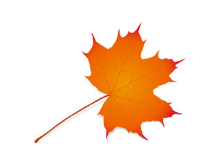 Ahornblatt im Herbst