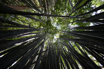Bamboo forest 2  Australia