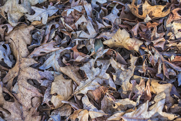 autumn leaves on the ground