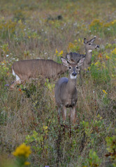 White Tailed Deer doe