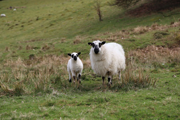 Fototapeta premium Sheep with Lamb in a green field, in welsh countryside