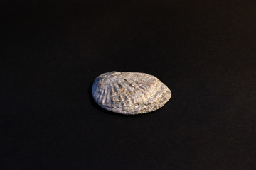 Naklejka premium closeup of a seashell on a black background