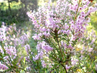  heather in the forest