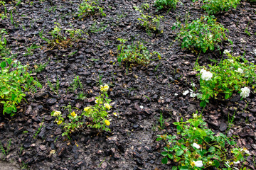 flowerbed with mulch from tree bark for growing rose bushes, gardening with organic fertilizers.
