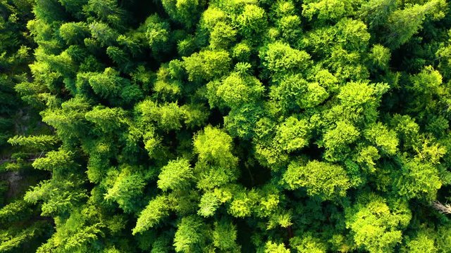 Flying down above Lush Green Forest. Drone view of Nature Background. Conifer and Deciduous trees. 